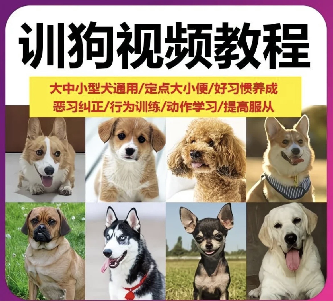 养了3年狗,花了6000块送去训狗学校,不如这套视频教程管用(全犬通用)